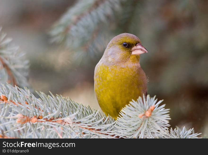 The Greenfinch, is a small passerine bird in the finch family Fringillidae