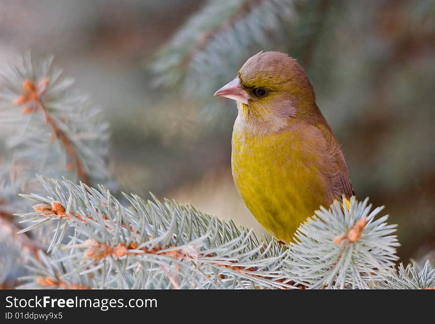 The Greenfinch, is a small passerine bird in the finch family Fringillidae