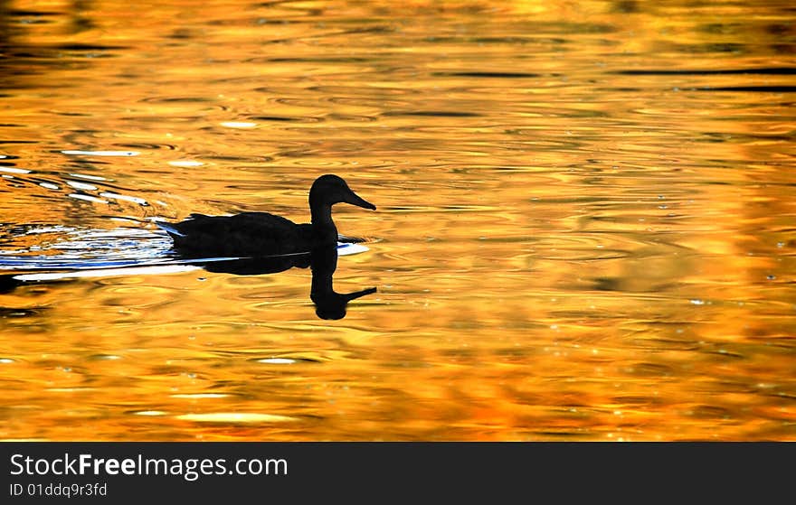 Duck Silhouette on Golden Pond