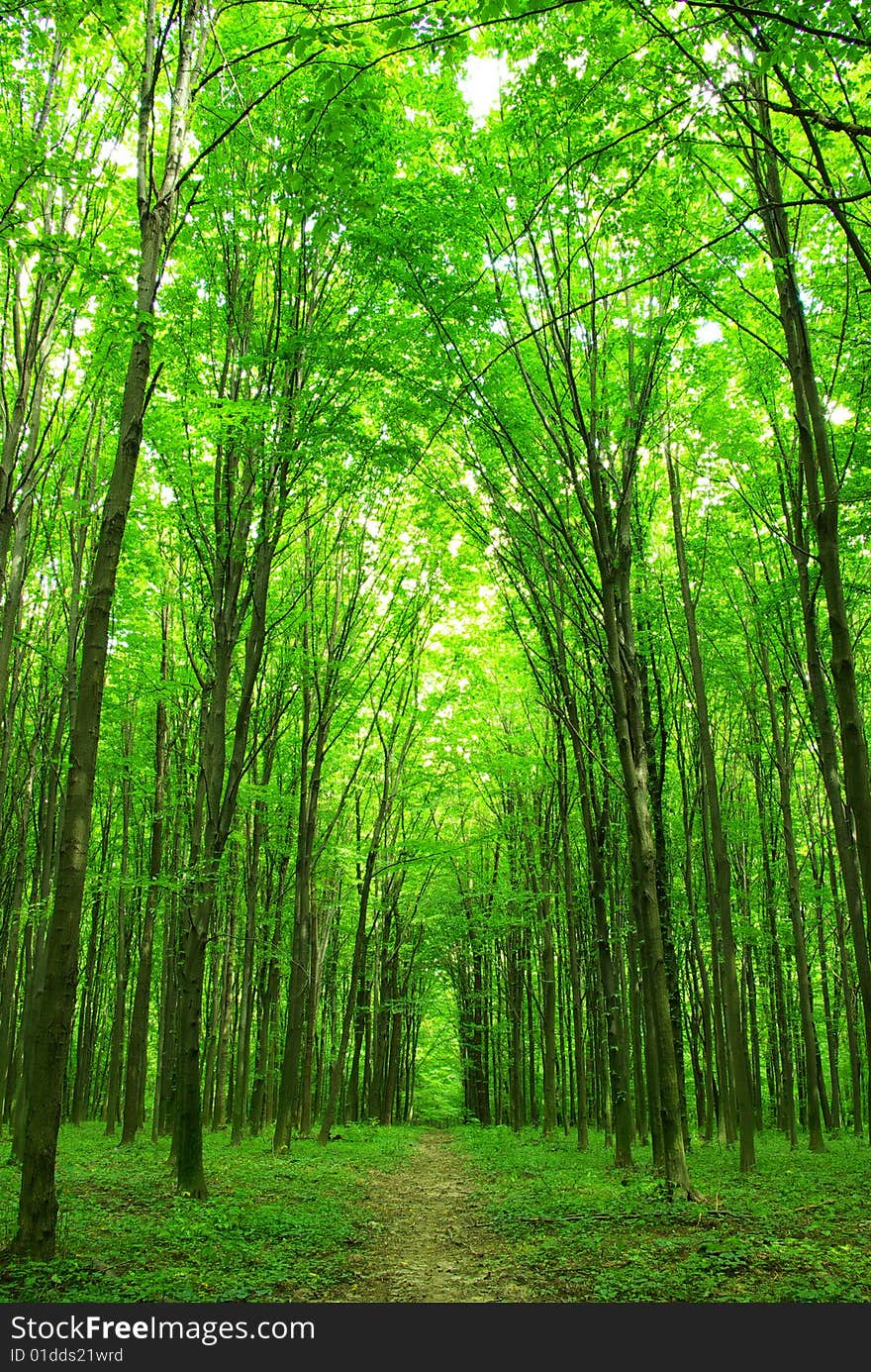 A path is in the green forest