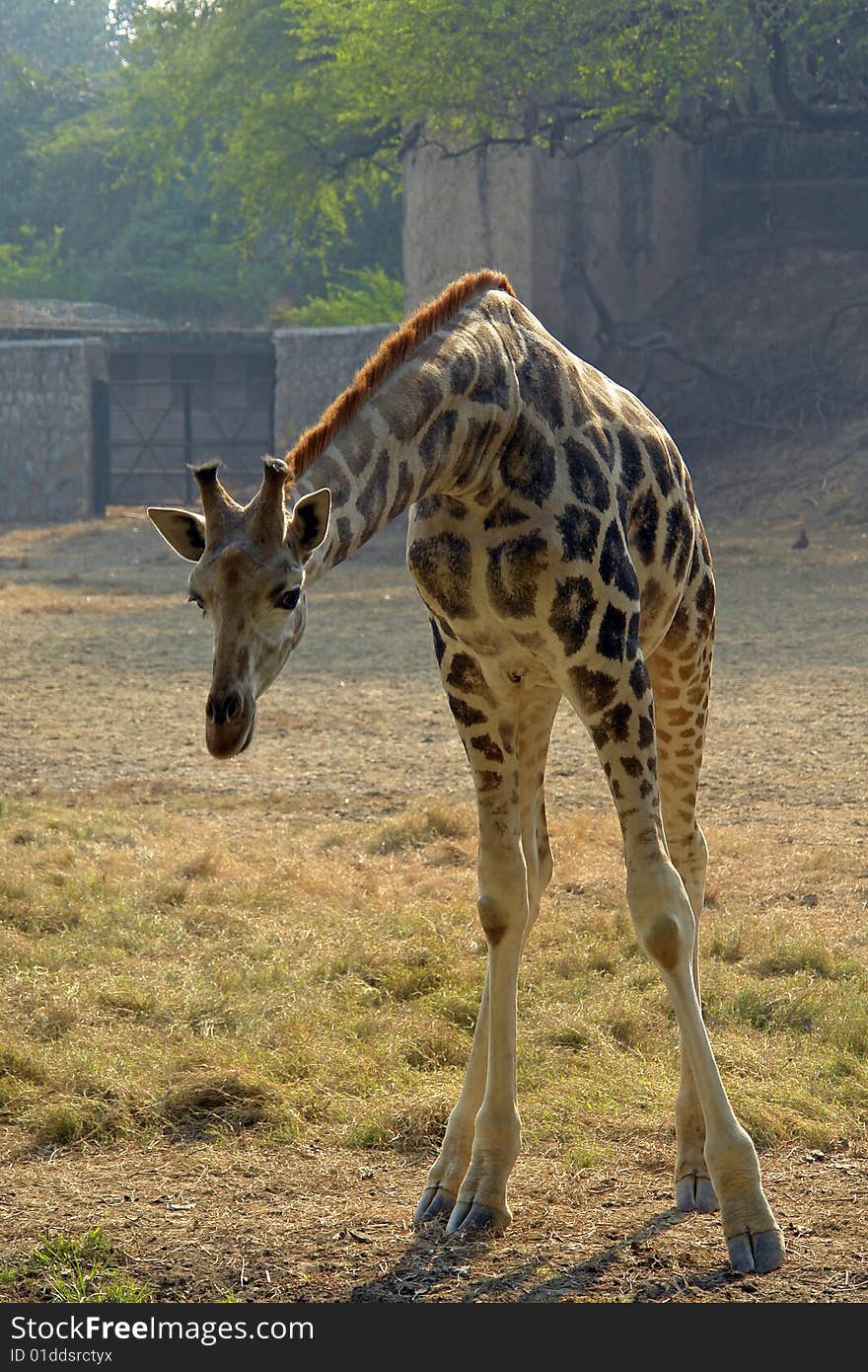 Portrait of a Giraffe in the local zoo.