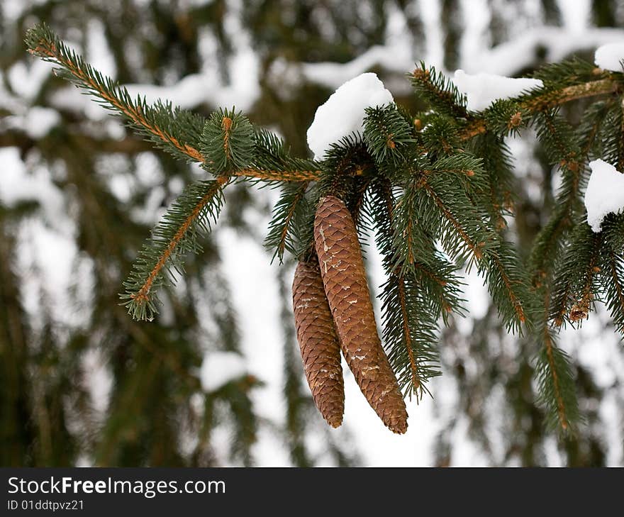 Beautiful seasonal snow on pine cone