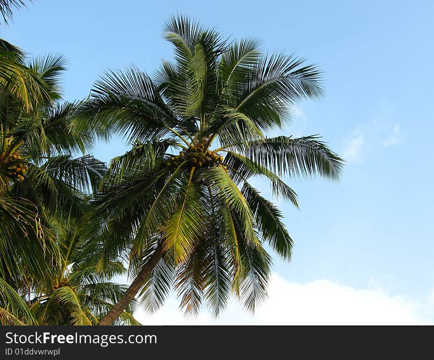 Coconut tree with clouds and sky