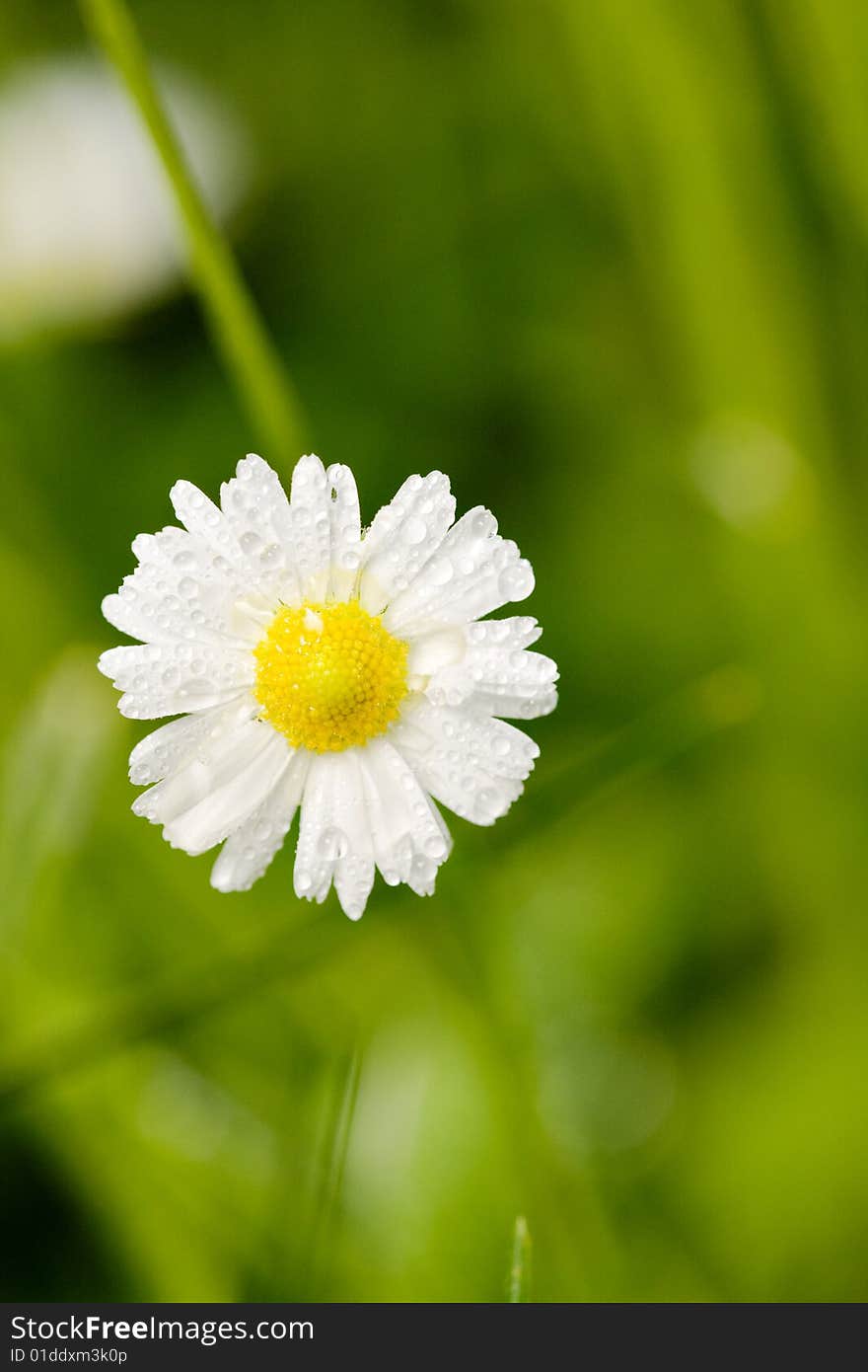 Little white wet daisy in the garden