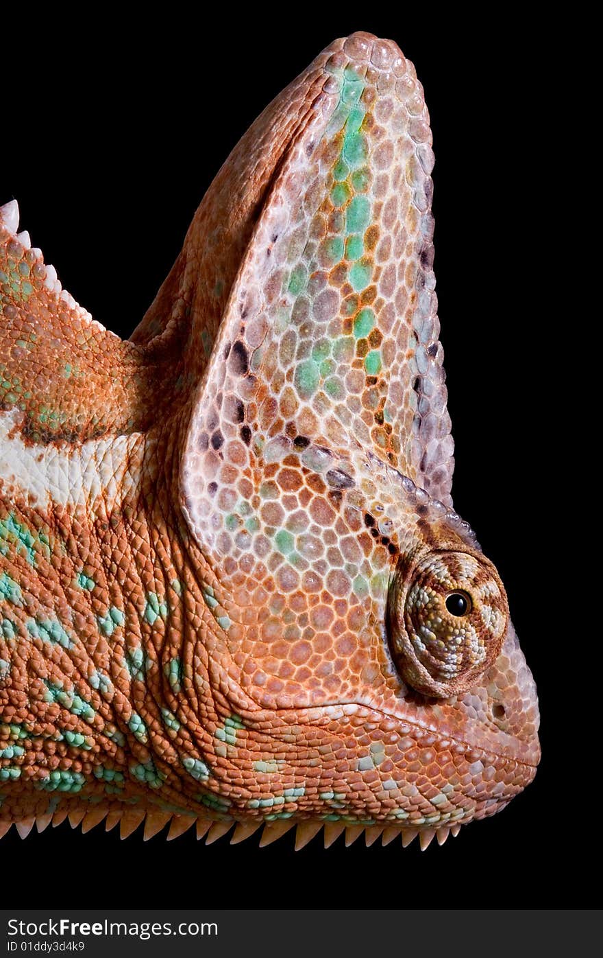 Chameleon portrait