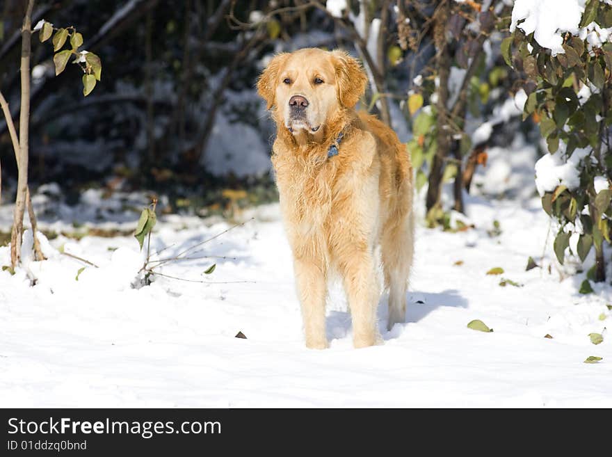 Golden Retriever in the park