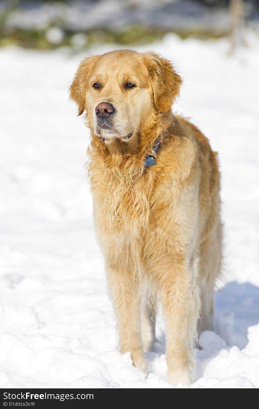 Golden Retriever