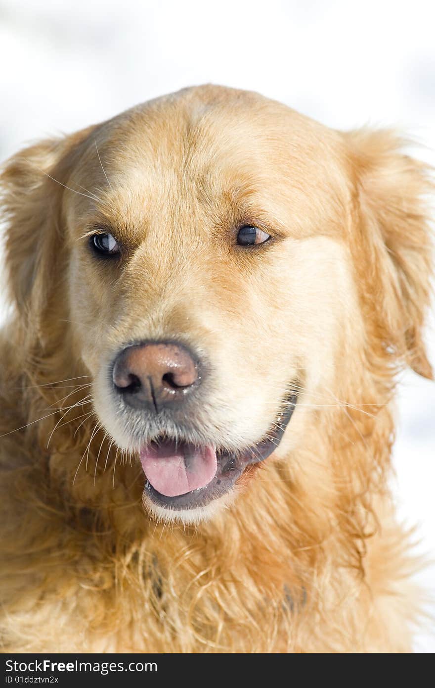 Close up portrait of Golden Retriever