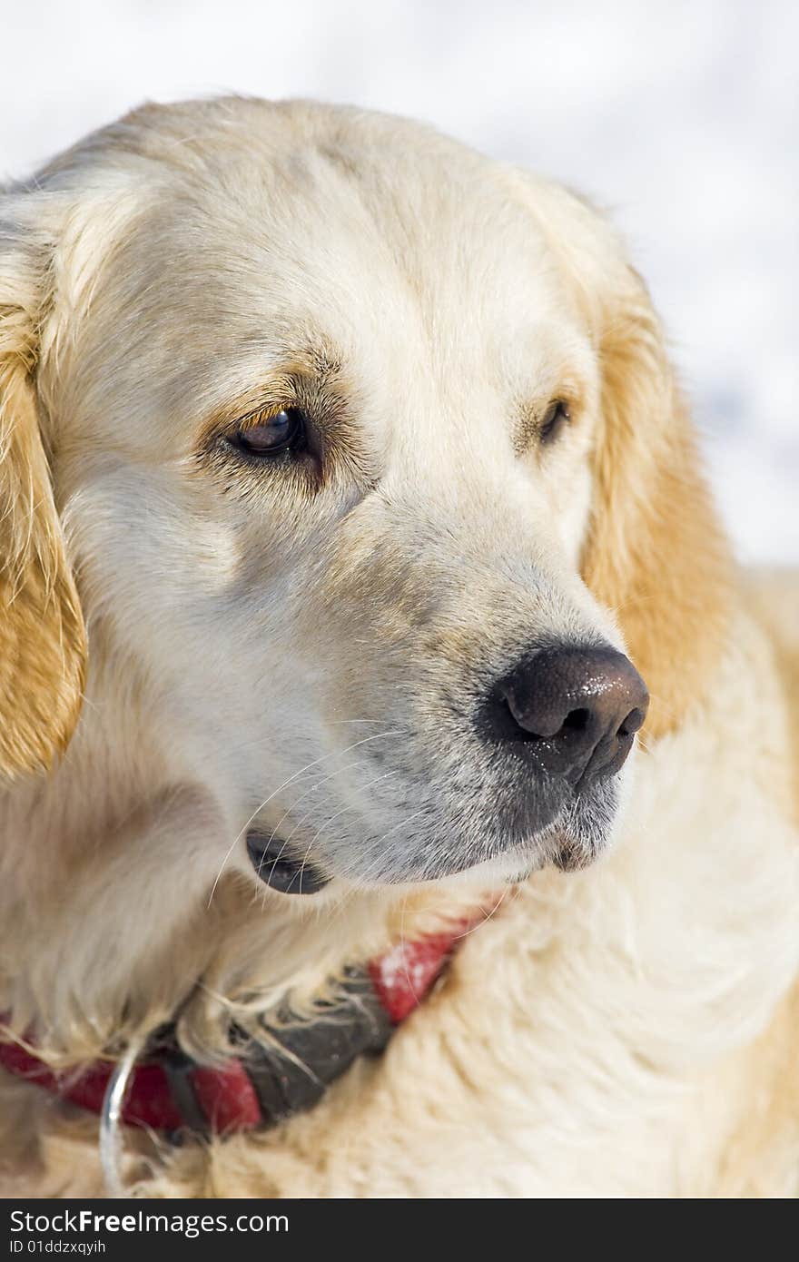 Golden Retriever