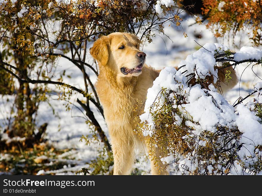 Golden Retriever