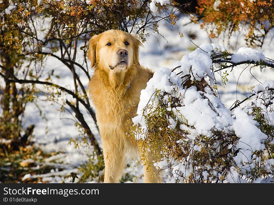 Golden Retriever