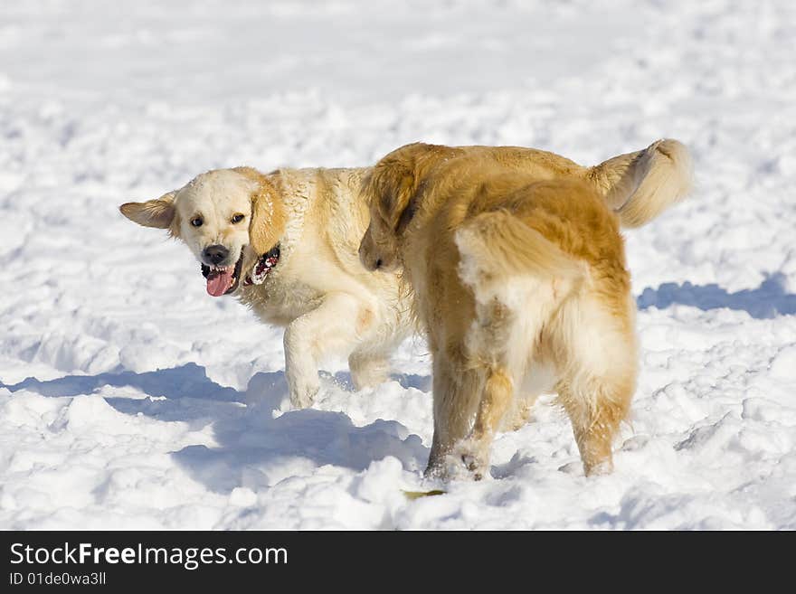 Golden Retriever