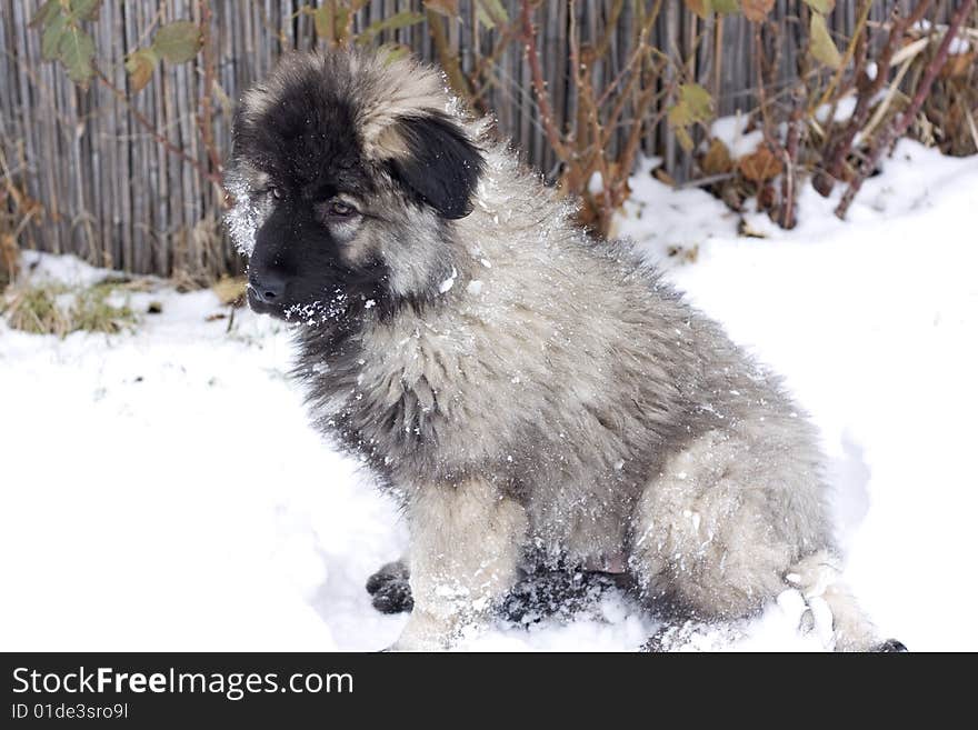 Portrait of dog