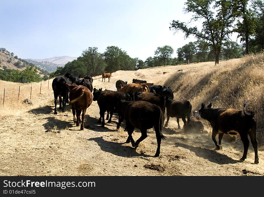 Farm Cattle on a Ranch