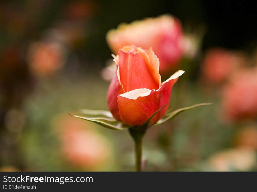 Close-up of Red Rose in a Garden