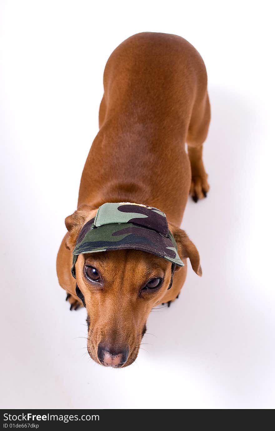 Dachshund in peaked cap looking at the camera