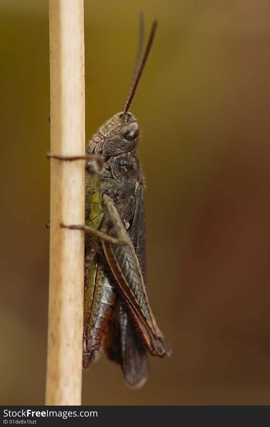 Grasshopper on dried twig