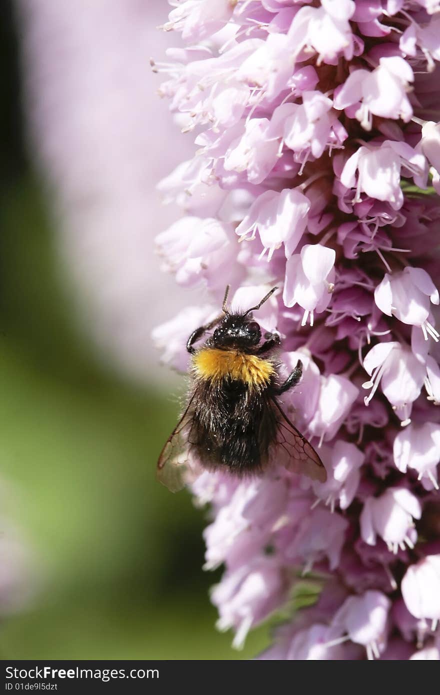 Bumblebee On Pink Flower