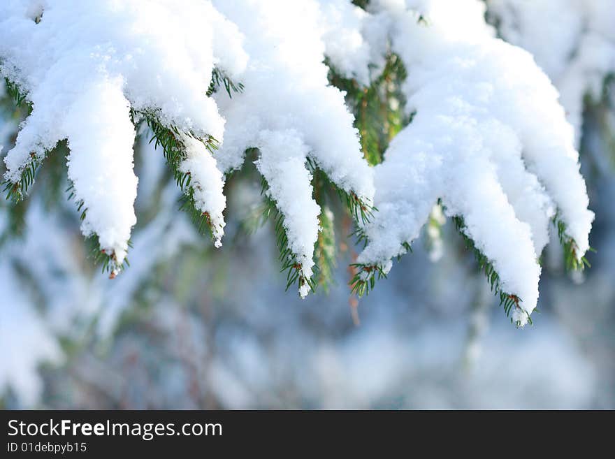 Pine branches under fresh snow. Pine branches under fresh snow