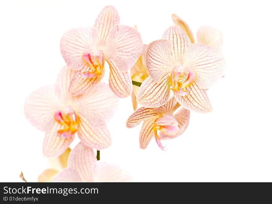 Orchid of falinopsis on a light background