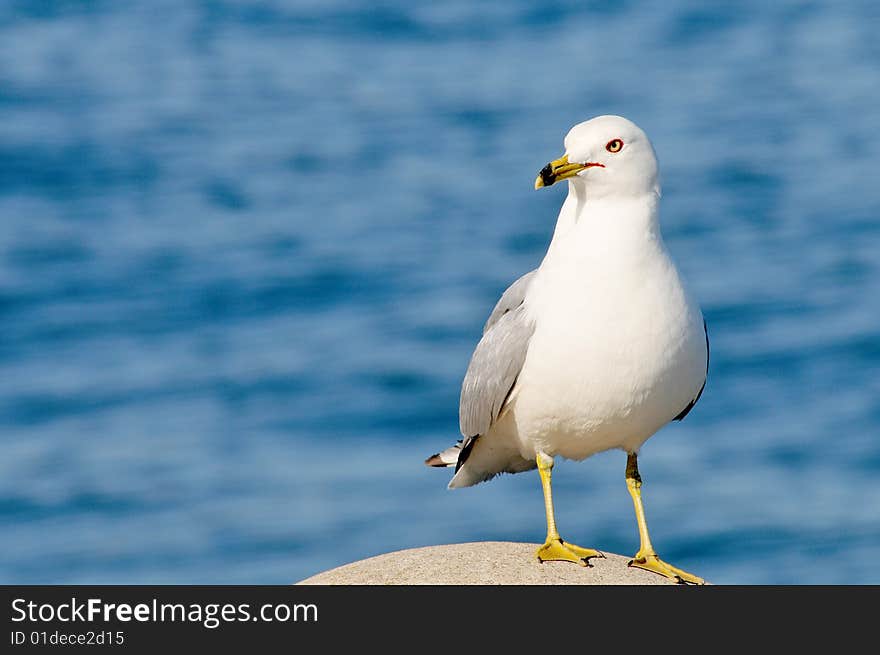 Seagull on Pier