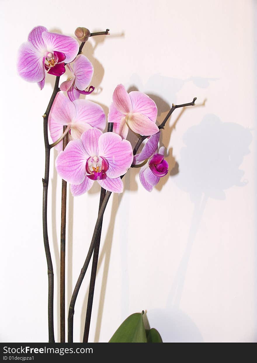 Orchid of falinopsis on a light background