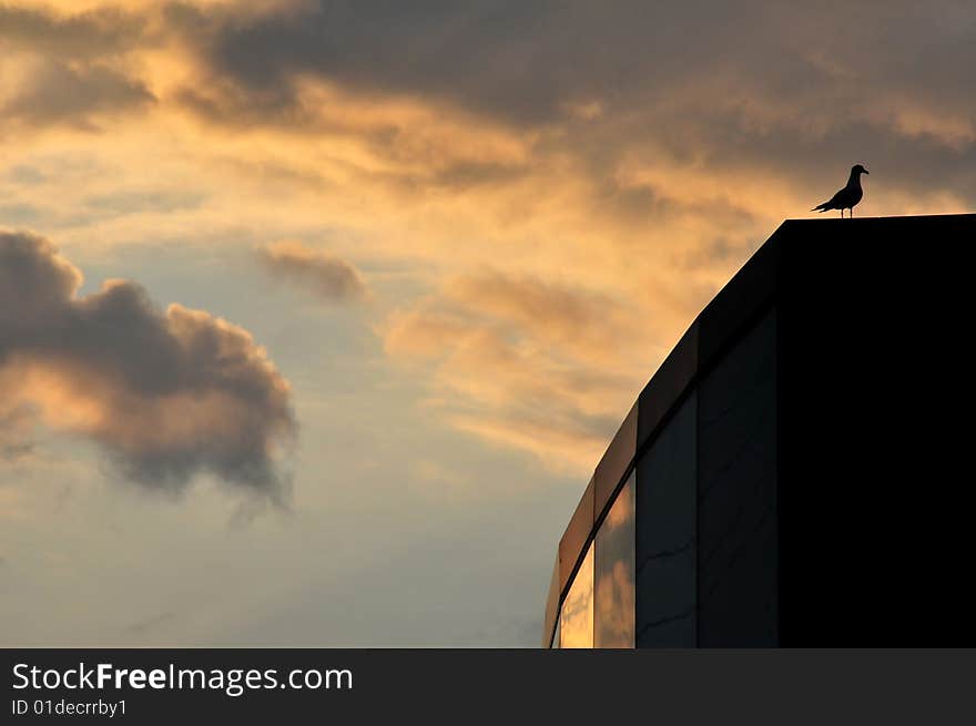 Bird on a building at sunset