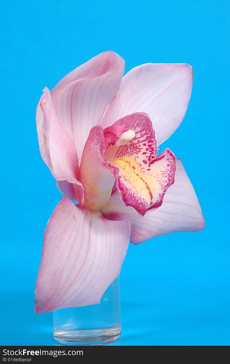 Pink Orchid