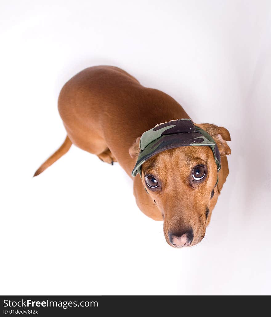 Dachshund In Peaked Cap