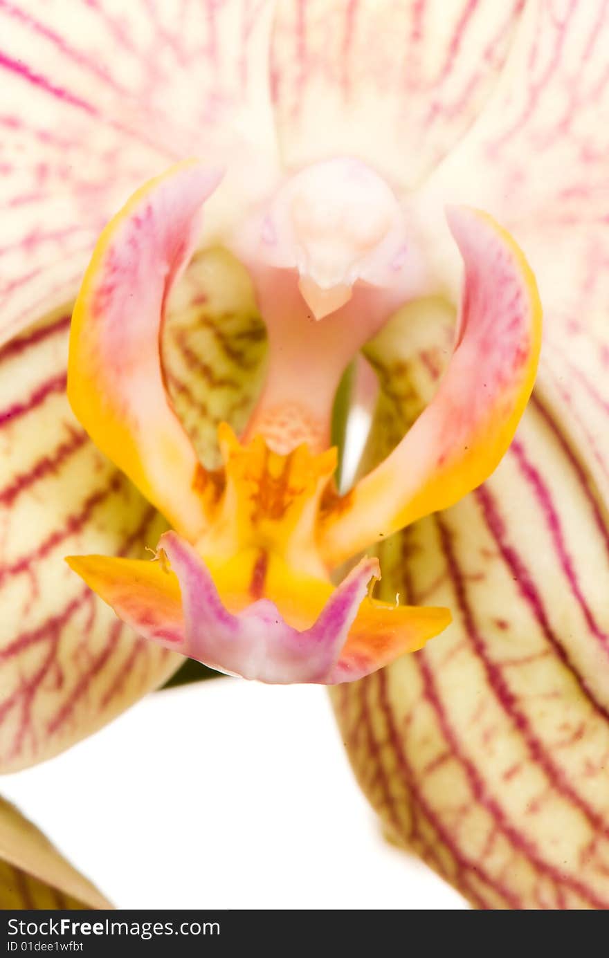 Orchid of falinopsis on a light background