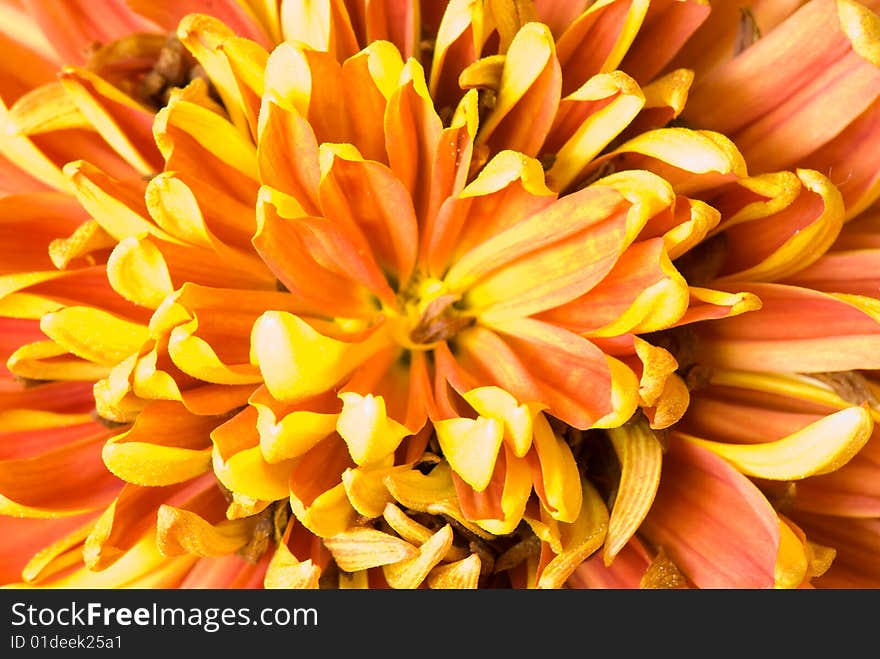 Chrysanthemum flower photographed close up. With colour processing