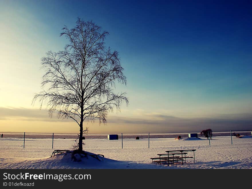 Tree standing alone on the snowed field. Tree standing alone on the snowed field