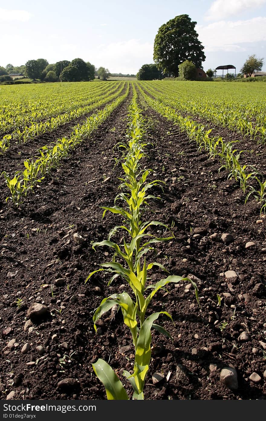 Cornfield with fresh shoots