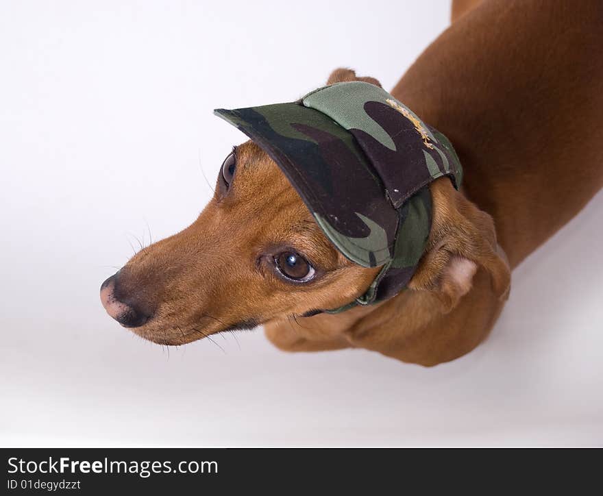 Dachshund in peaked cap looking at the camera