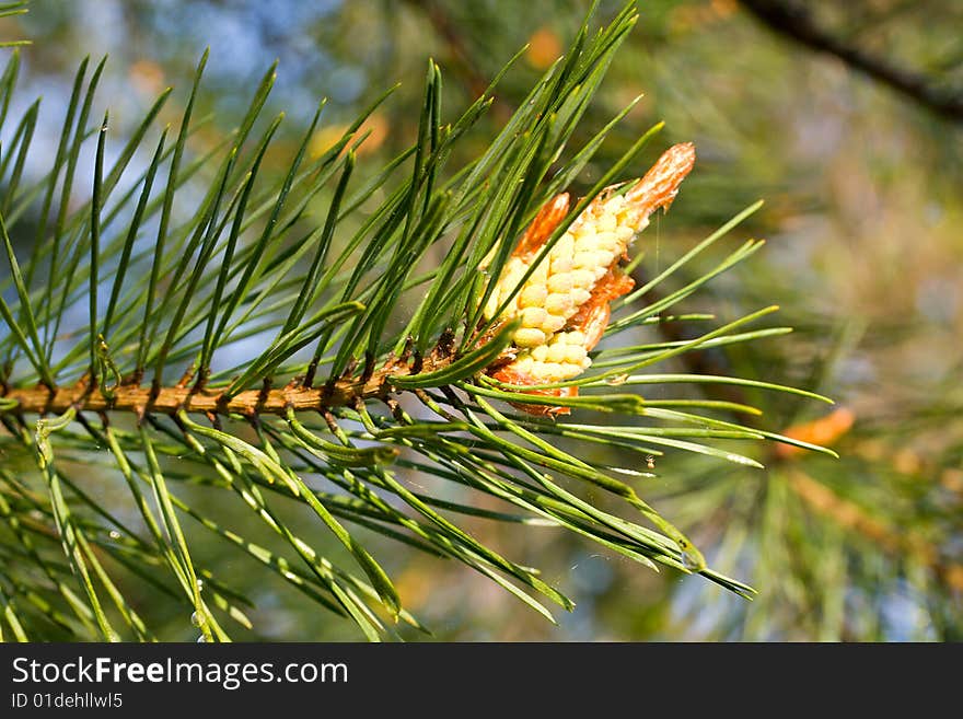 Close-up branch of pine with cone on nature background