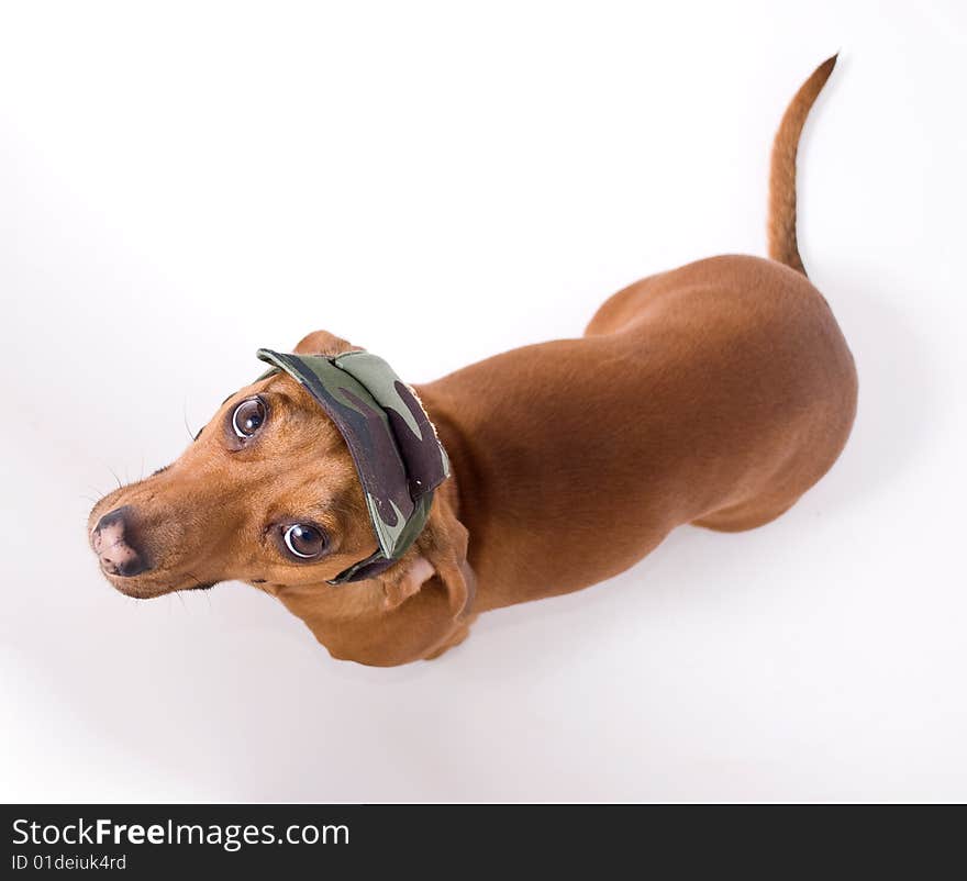 Dachshund In Peaked Cap