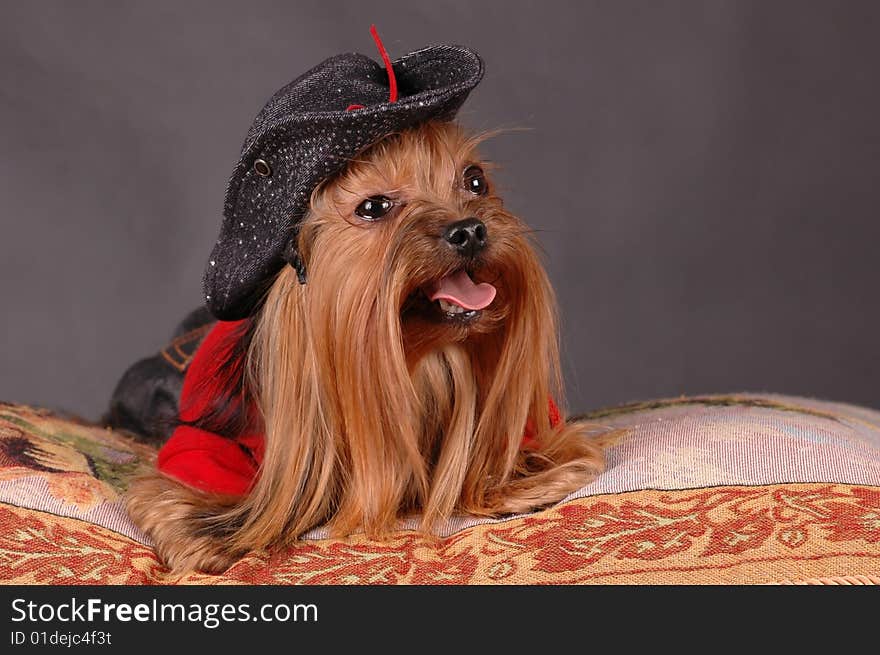 Dog in black hat lying on the pillow isolated on black background