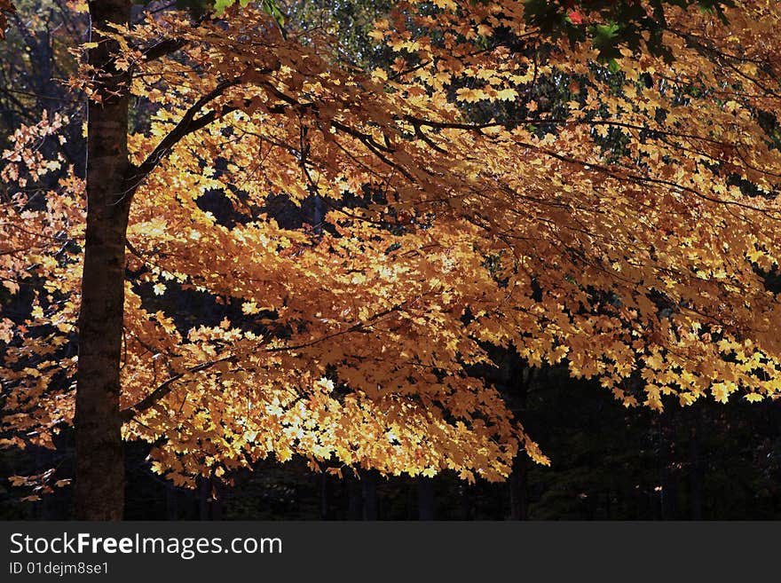 Autumn Tree , backlit by the setting sun in the Smoky Mountains. Autumn Tree , backlit by the setting sun in the Smoky Mountains