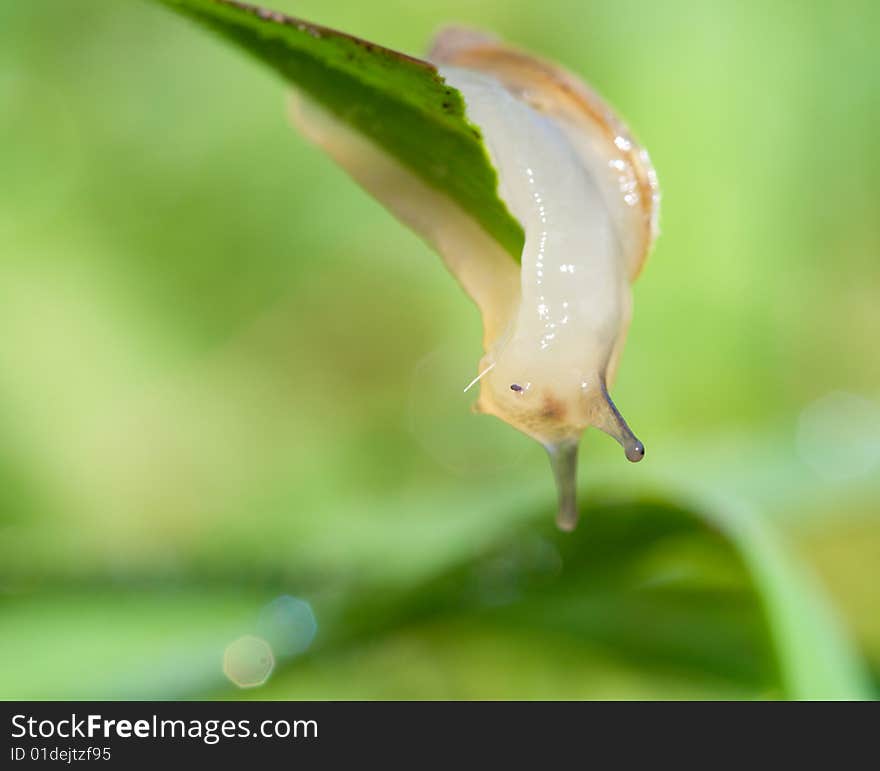 Snail on blade over green grass background