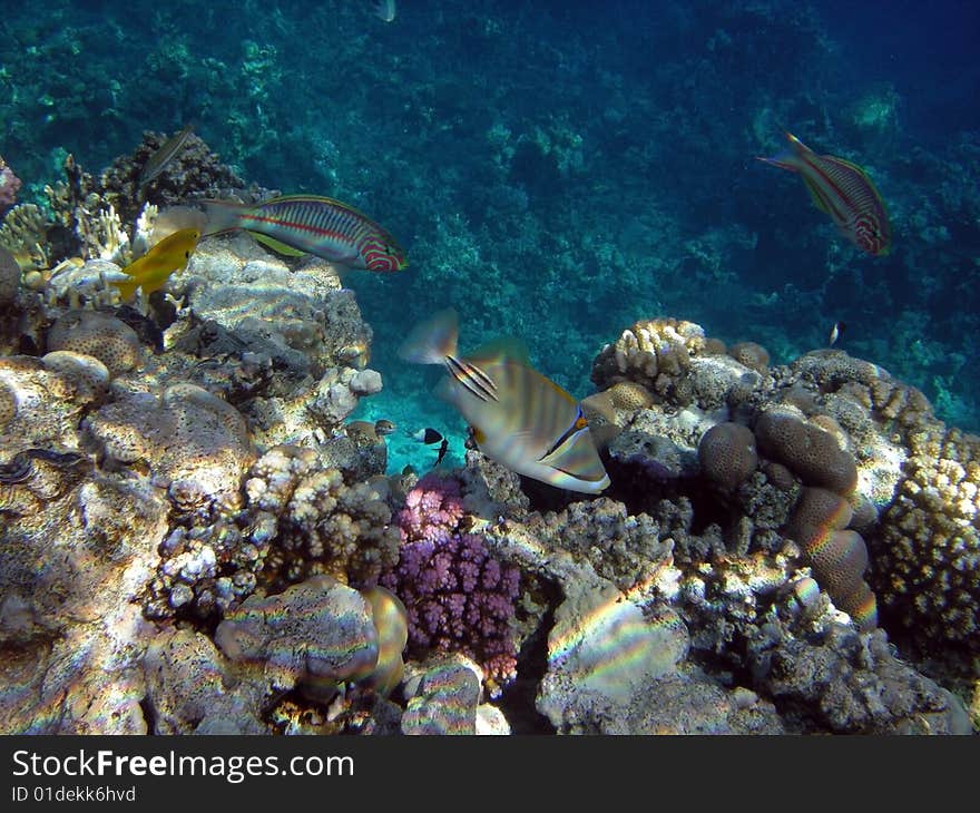 Egypt - Red Sea, uderwater life. Egypt - Red Sea, uderwater life