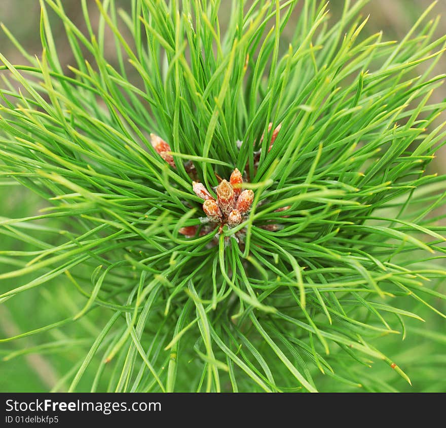 Pine branch