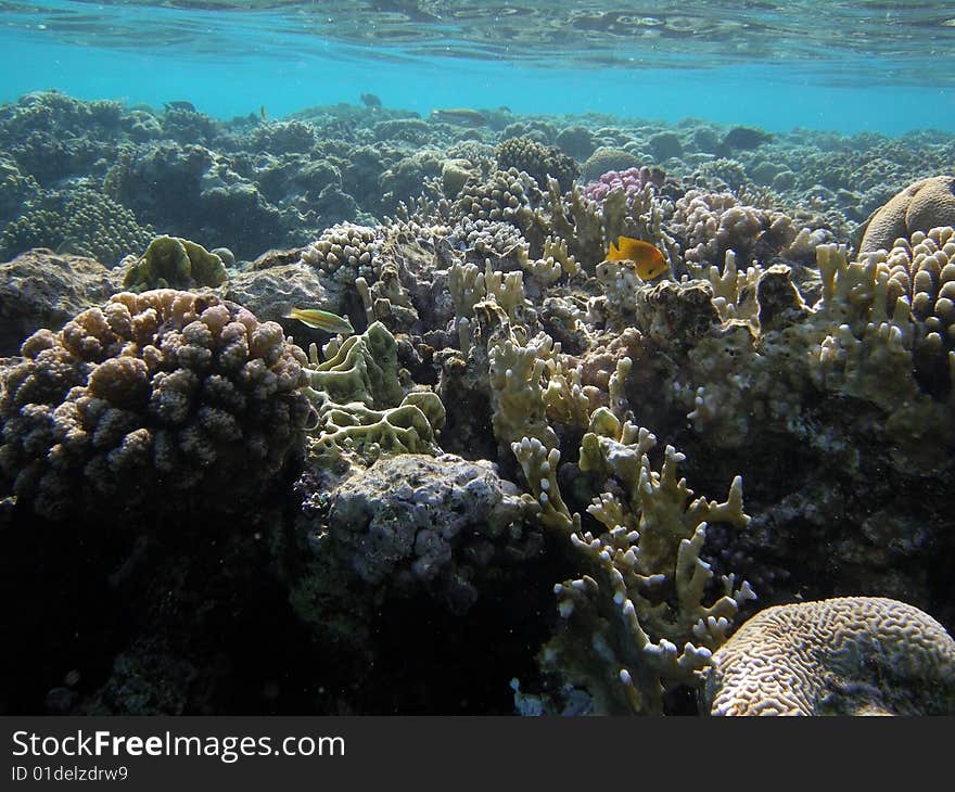 Egypt - Red Sea, uderwater life. Egypt - Red Sea, uderwater life