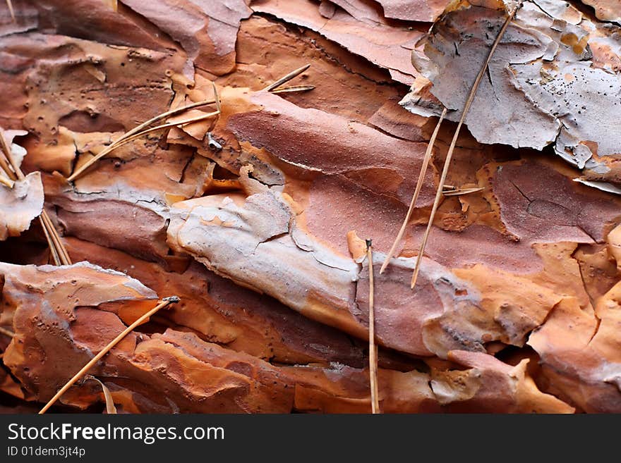 Bark of old pine tree close-up. Bark of old pine tree close-up