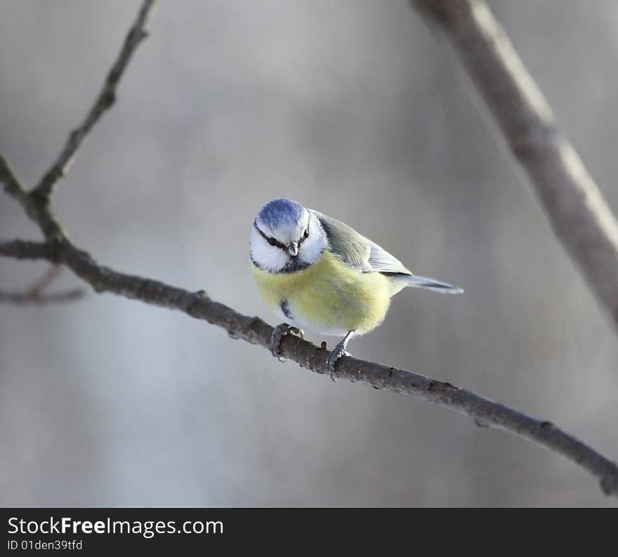 One blue tit on a branch