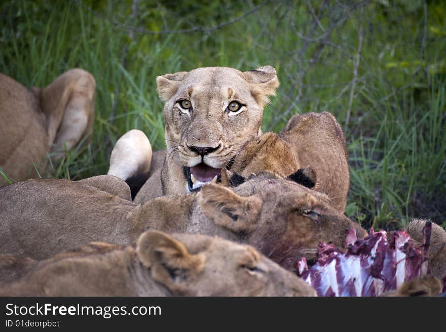 Lion family eating their prey in Kruger Park