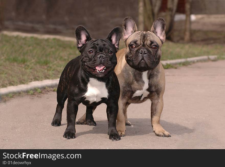 Two franch bulldogs outdoor. Black and sandy boys