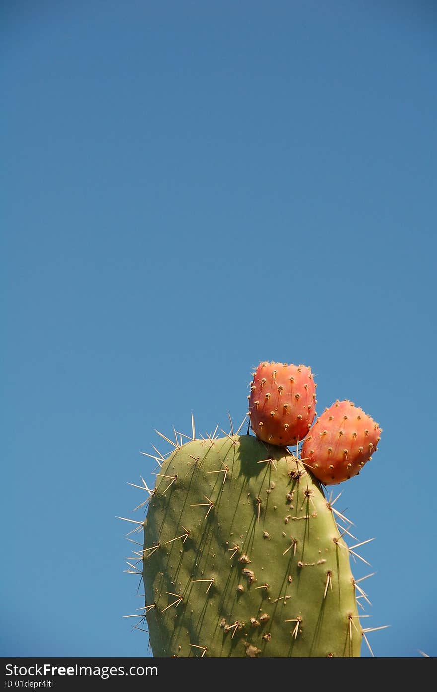 Prickly Pear Fruits