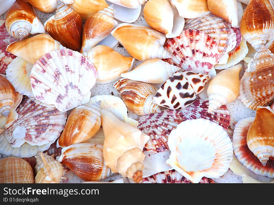 The colorful and hard sea life shells background. The colorful and hard sea life shells background.