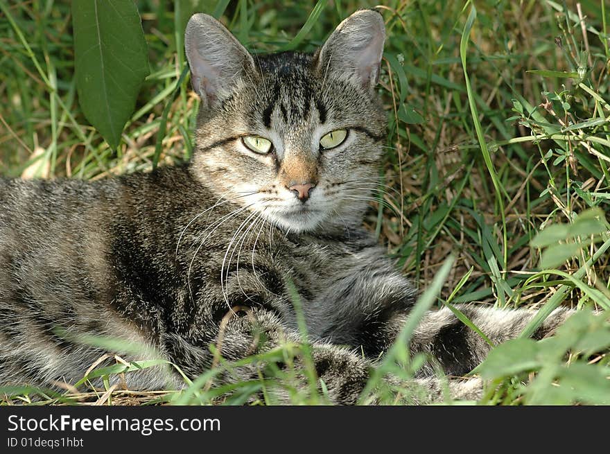 Striped cat lying on the grass