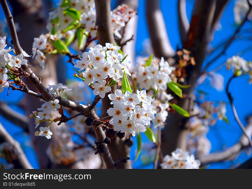 Plum flowers under the sun.